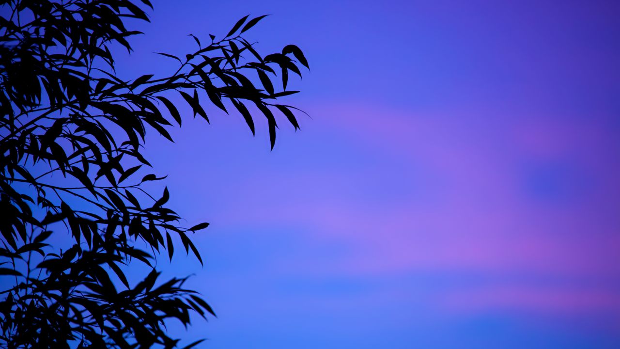 Wallpaper branches, sky, leaves, twilight, sunset, gradient