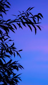 Preview wallpaper branches, sky, leaves, twilight, sunset, gradient