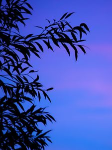 Preview wallpaper branches, sky, leaves, twilight, sunset, gradient