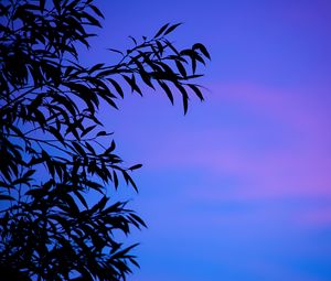 Preview wallpaper branches, sky, leaves, twilight, sunset, gradient