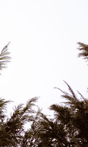 Preview wallpaper branches, sky, minimalism, plant, conifer