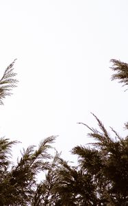 Preview wallpaper branches, sky, minimalism, plant, conifer