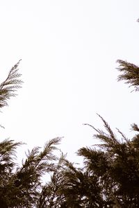 Preview wallpaper branches, sky, minimalism, plant, conifer