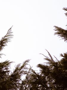 Preview wallpaper branches, sky, minimalism, plant, conifer