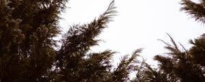 Preview wallpaper branches, sky, minimalism, plant, conifer