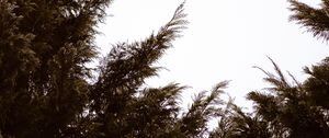 Preview wallpaper branches, sky, minimalism, plant, conifer