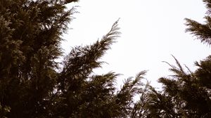 Preview wallpaper branches, sky, minimalism, plant, conifer