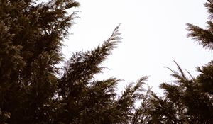 Preview wallpaper branches, sky, minimalism, plant, conifer