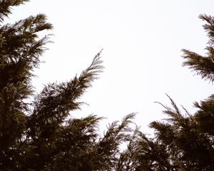 Preview wallpaper branches, sky, minimalism, plant, conifer