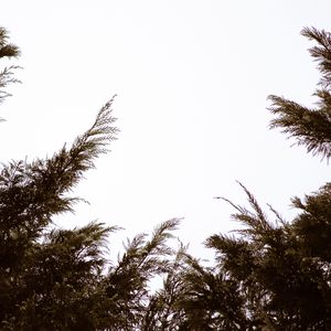 Preview wallpaper branches, sky, minimalism, plant, conifer