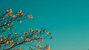 Preview wallpaper branches, sky, minimalism