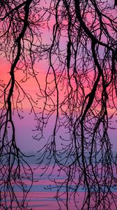 Preview wallpaper branches, sky, purple, dusk, nature