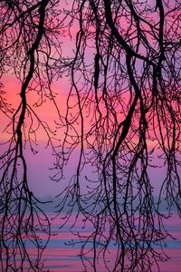 Preview wallpaper branches, sky, purple, dusk, nature