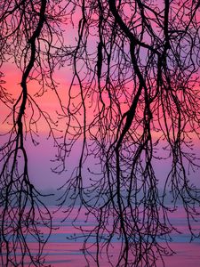 Preview wallpaper branches, sky, purple, dusk, nature