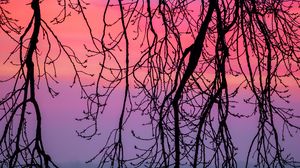 Preview wallpaper branches, sky, purple, dusk, nature