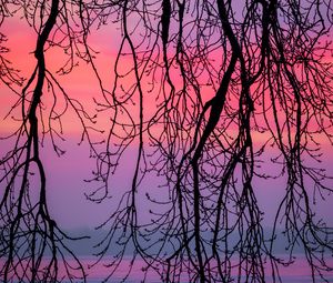 Preview wallpaper branches, sky, purple, dusk, nature