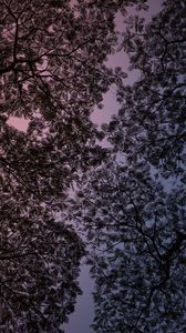 Preview wallpaper branches, sky, purple, dark