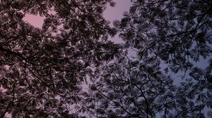 Preview wallpaper branches, sky, purple, dark