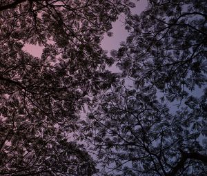 Preview wallpaper branches, sky, purple, dark