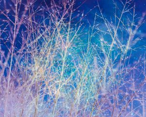 Preview wallpaper branches, sky, shine