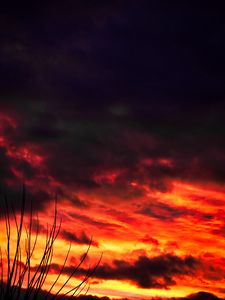 Preview wallpaper branches, sky, sunset, clouds