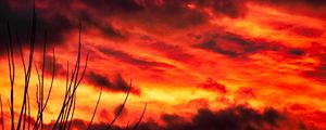 Preview wallpaper branches, sky, sunset, clouds