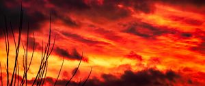 Preview wallpaper branches, sky, sunset, clouds