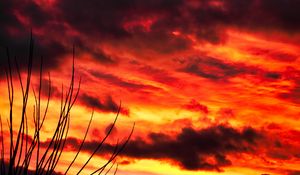 Preview wallpaper branches, sky, sunset, clouds