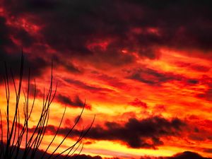 Preview wallpaper branches, sky, sunset, clouds