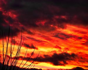 Preview wallpaper branches, sky, sunset, clouds