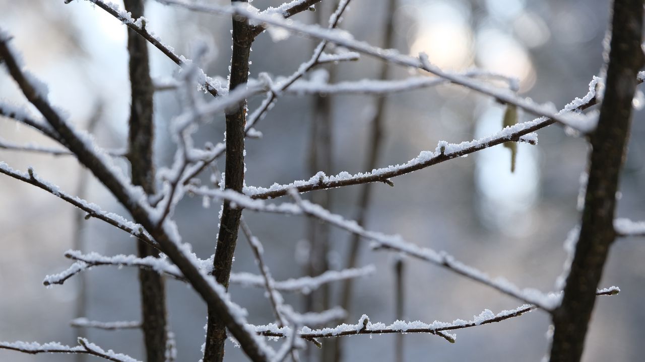 Wallpaper branches, snow, blur, winter