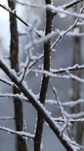 Preview wallpaper branches, snow, blur, winter