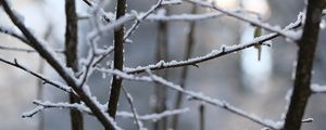 Preview wallpaper branches, snow, blur, winter
