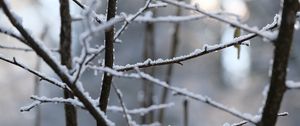 Preview wallpaper branches, snow, blur, winter