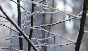 Preview wallpaper branches, snow, blur, winter