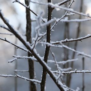Preview wallpaper branches, snow, blur, winter