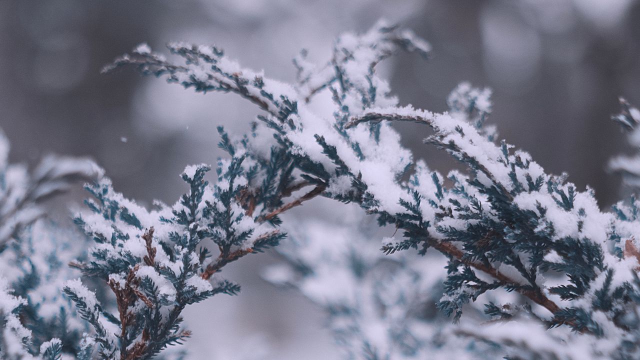 Wallpaper branches, snow, macro, winter