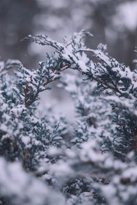Preview wallpaper branches, snow, macro, winter