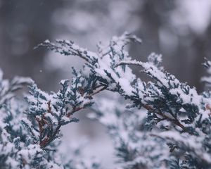 Preview wallpaper branches, snow, macro, winter