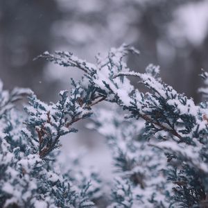 Preview wallpaper branches, snow, macro, winter