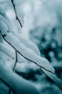 Preview wallpaper branches, snow, macro, winter, nature