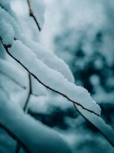 Preview wallpaper branches, snow, macro, winter, nature