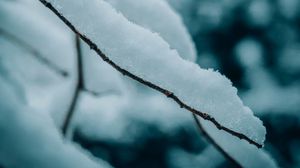 Preview wallpaper branches, snow, macro, winter, nature