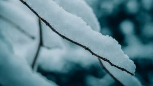 Preview wallpaper branches, snow, macro, winter, nature