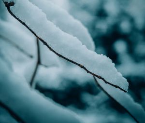 Preview wallpaper branches, snow, macro, winter, nature