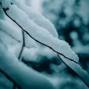 Preview wallpaper branches, snow, macro, winter, nature