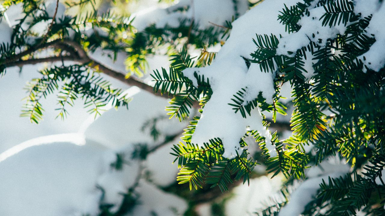 Wallpaper branches, snow, plant, winter
