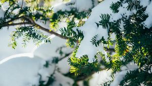 Preview wallpaper branches, snow, plant, winter