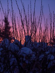 Preview wallpaper branches, snow, sunset, sky, blur