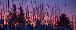 Preview wallpaper branches, snow, sunset, sky, blur